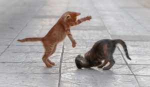 Soziale Kompetenz bei Katzen