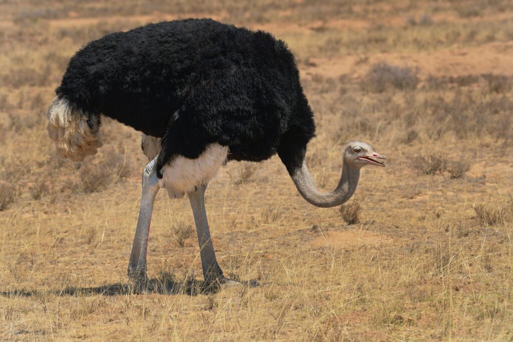 Symbolisch für den (falschen) Umgang mit Stressbelastung im Beruf: Den Kopf in den Sand stecken, wie man es dem Vogel Strauß nachsagt.