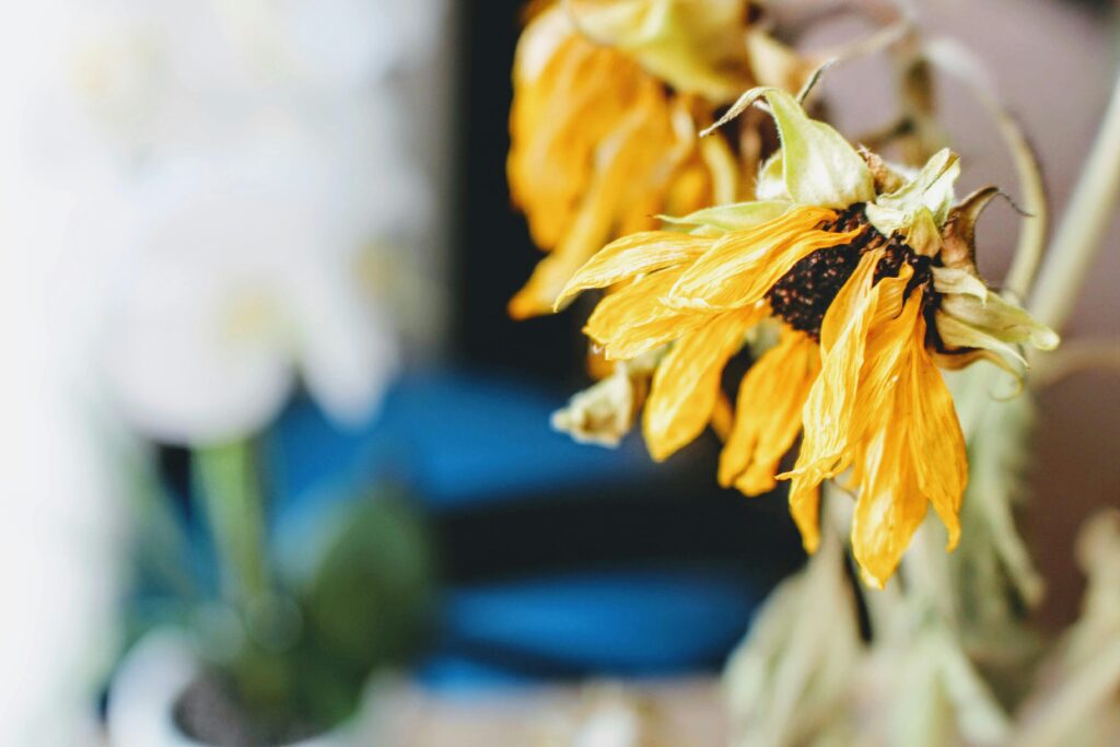 Zukunftsfähigkeit von Unternehmen stärken: Eine verwelkte Sonnenblume als Symbolbild für die Missstände in Deutschen Unternehmen.