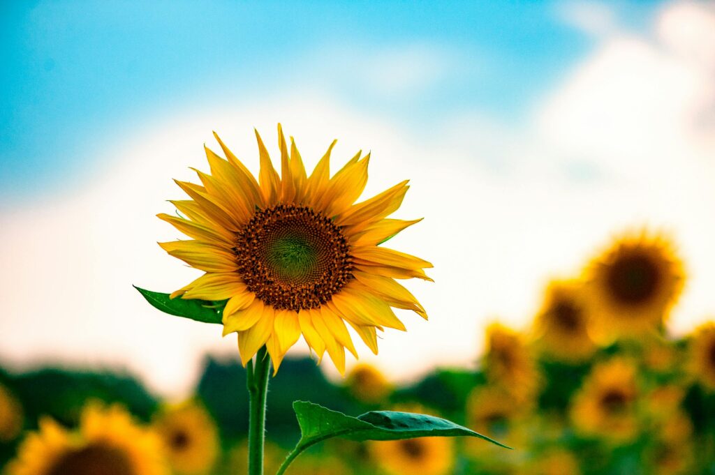 Zukunftsfähigkeit von Unternehmen stärken: Sonnenblumenfeld in voller Blüte als Symbolbild für das, was möglich ist, wenn man mit den Mitarbeitenden richtig umgeht, ihre Potenziale erkennt, fördert und nutzt.